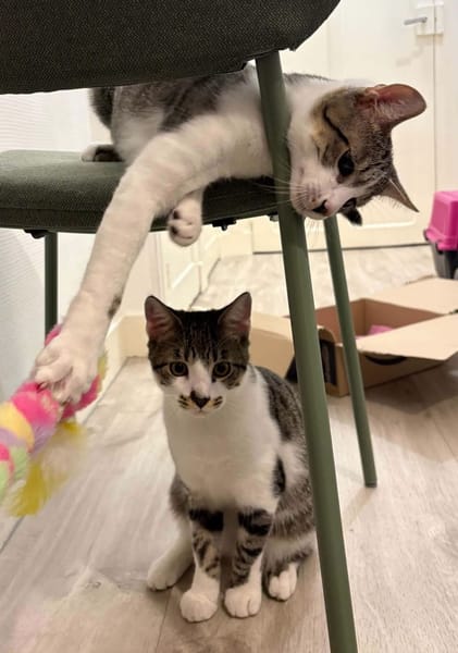 ZEKROM ET RESHIRAM À ADOPTÉ ENSEMBLE OU SEUL SI DÉJÀ UN CHAT PRÉSENT CHEZ VOUS