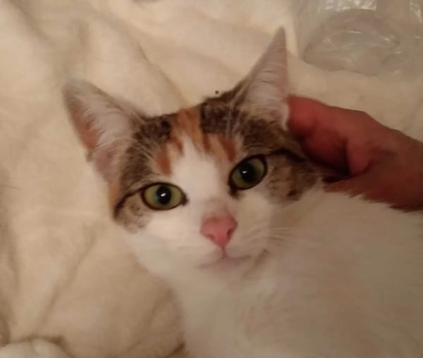 Pysia