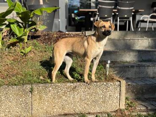 Kitty, 1 Jahr alt lieb und verspielt