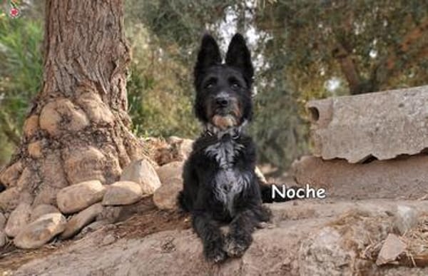 NOCHE