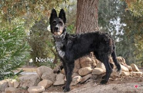 NOCHE