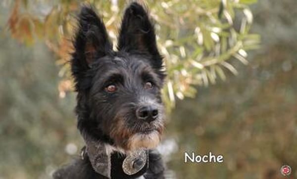 NOCHE