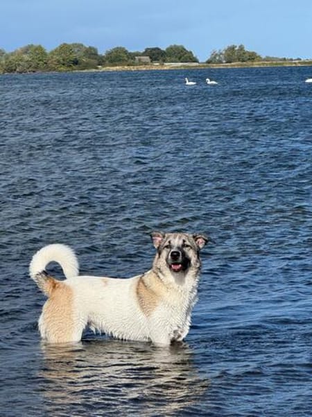Holly: Treue Begleiterin sucht gemütliches Zuhause!