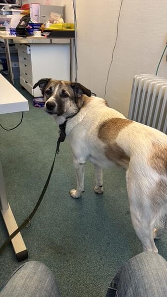 Holly: Treue Begleiterin sucht gemütliches Zuhause!