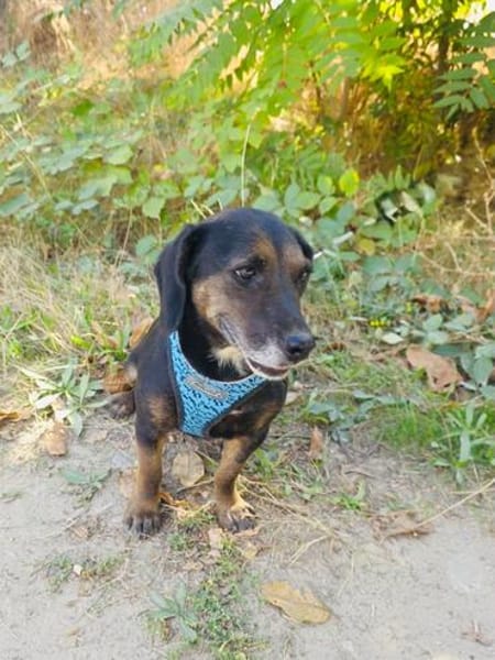 Venni ein Dackel Mix Mädchen