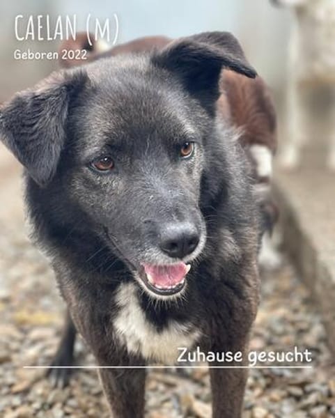 Caelan der freundliche sucht sein Zuhause