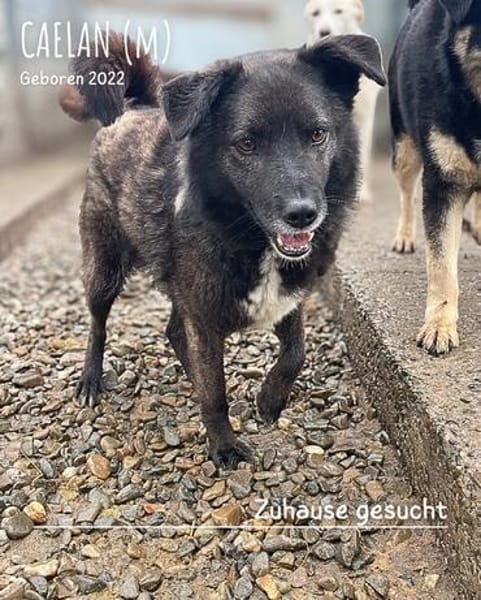 Caelan der freundliche sucht sein Zuhause