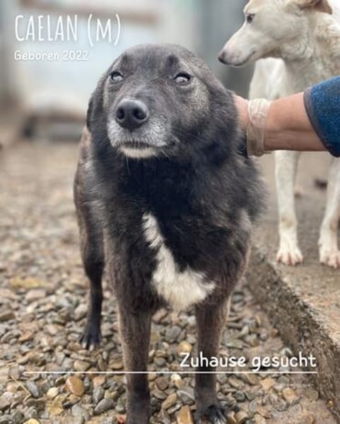 Caelan der freundliche sucht sein Zuhause