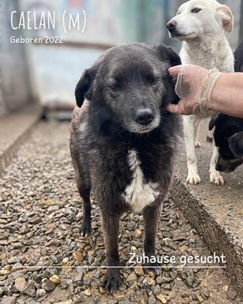 Caelan der freundliche sucht sein Zuhause