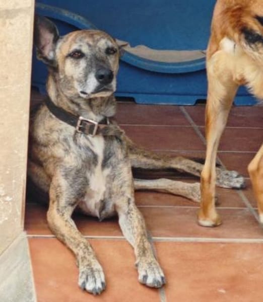 Cassie - freundliche und brave Hündin