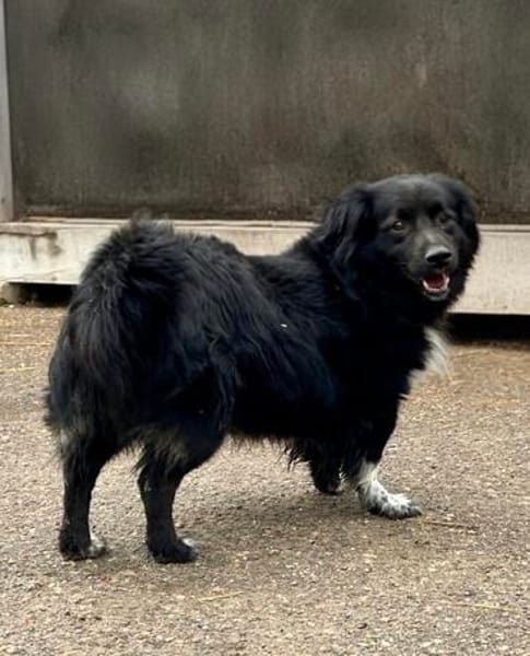 🐶Pkis - flauschiger Herzensbrecher sucht liebe Menschen