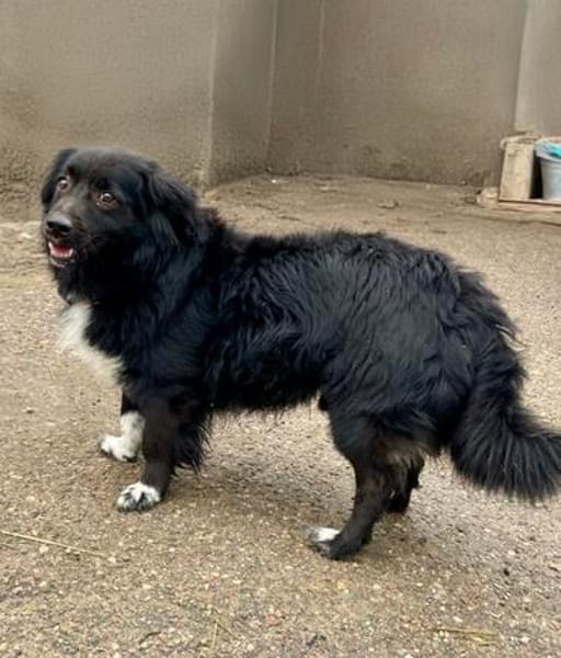 🐶Pkis - flauschiger Herzensbrecher sucht liebe Menschen