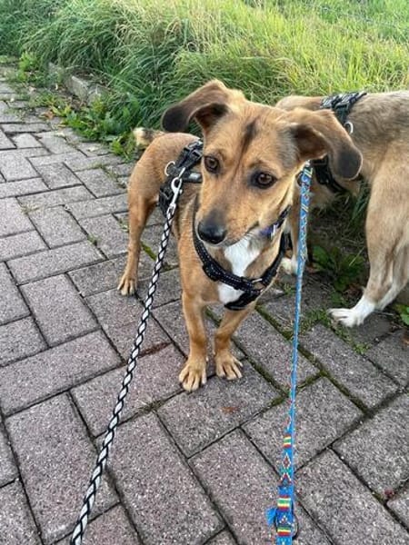 Fröhliche Junghündin Souly sucht ihre aktive Familie