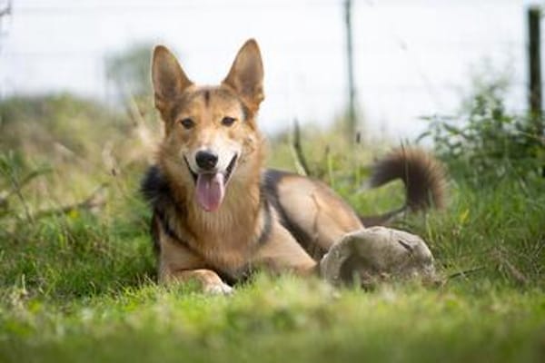 Fröhlicher Nordik sucht aktive Familie