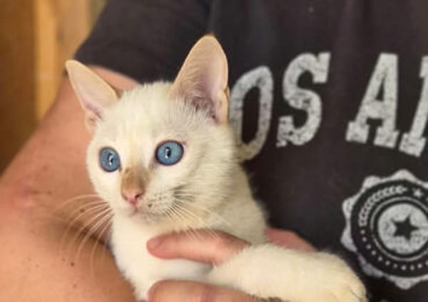 Gilon, blauäugiger Kuschelkater, ca. 5 Monate *in 76149 Karl