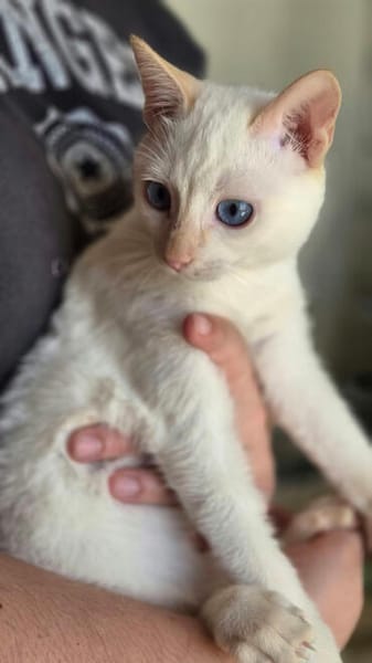 Gilon, blauäugiger Kuschelkater, ca. 5 Monate *in 76149 Karl