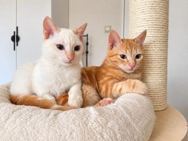 Gilon, blauäugiger Kuschelkater, ca. 5 Monate *in 76149 Karl