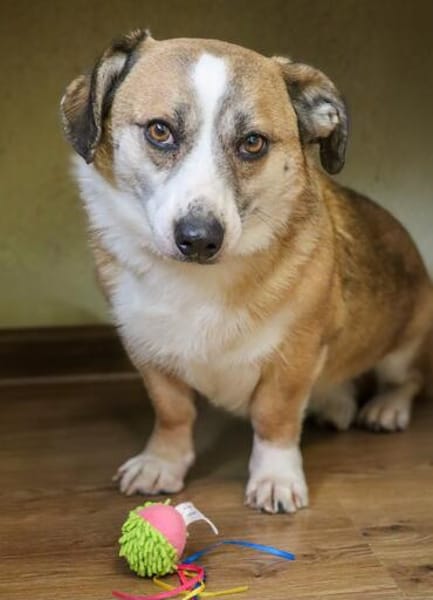 🐶Naidas - kleiner Herzenshund sucht herzliche Begleiter