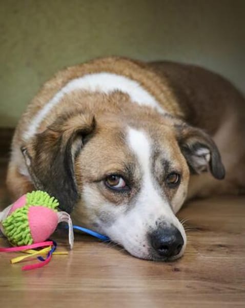 🐶Naidas - kleiner Herzenshund sucht herzliche Begleiter
