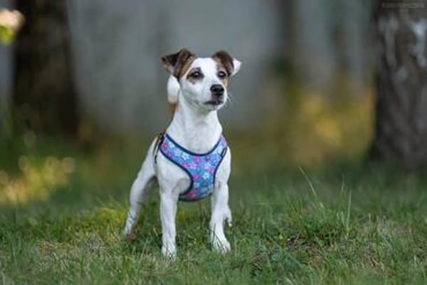 Lustige CASSIE sucht eine nette Familie!
