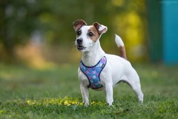 Lustige CASSIE sucht eine nette Familie!