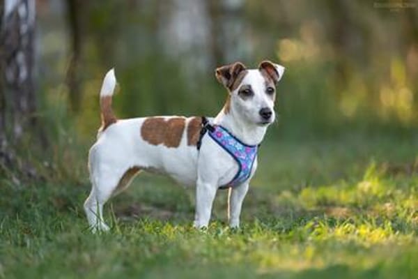 Lustige CASSIE sucht eine nette Familie!