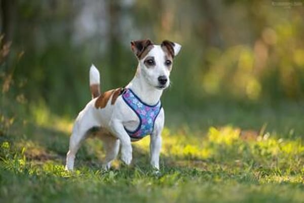 Lustige CASSIE sucht eine nette Familie!