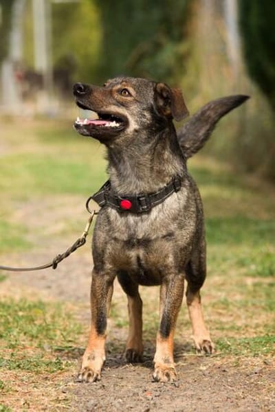 Polly, charmante Hündin sucht neues Zuhause