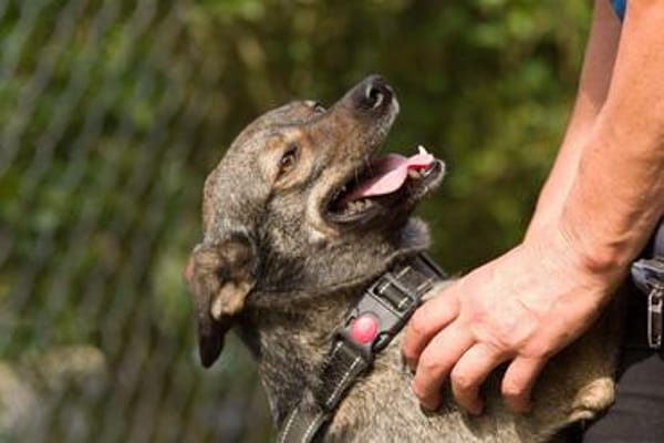 Polly, charmante Hündin sucht neues Zuhause