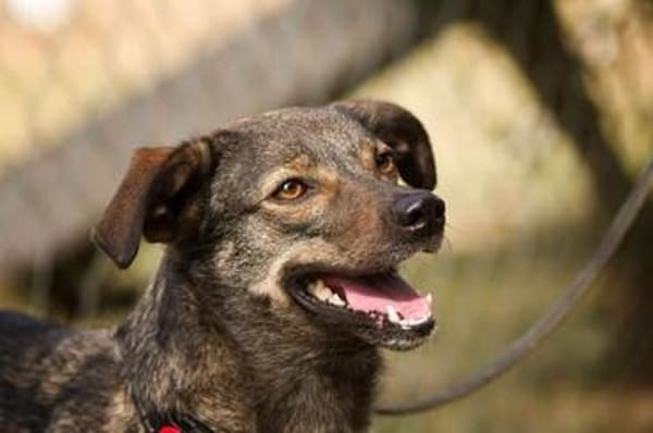 Polly, charmante Hündin sucht neues Zuhause