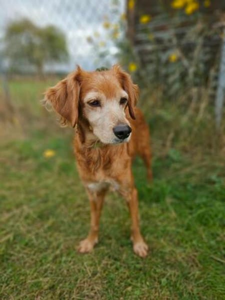 Coffee sucht ihr Glück  liebe Seniorin mit jungem Herzen
