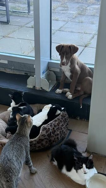 Bowie, fröhlicher Welpe sucht neues Zuhause