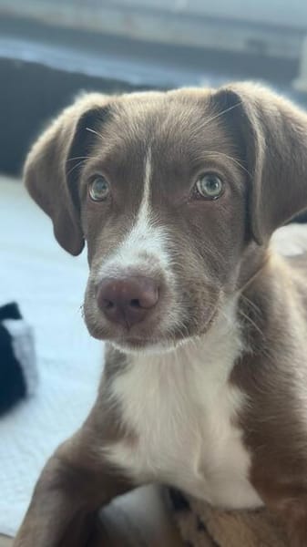 Bowie, fröhlicher Welpe sucht neues Zuhause