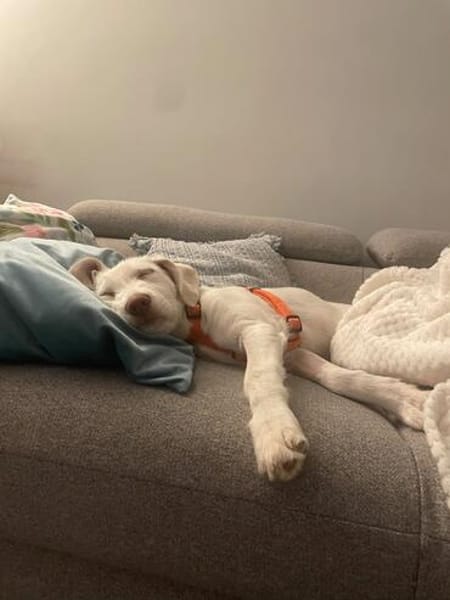 Hendrix, liebevoller Welpe sucht neues Zuhause