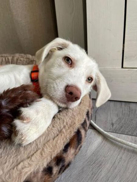 Hendrix, liebevoller Welpe sucht neues Zuhause