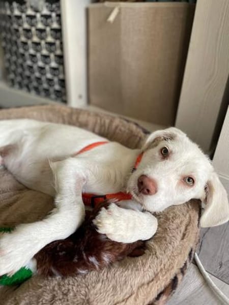 Hendrix, liebevoller Welpe sucht neues Zuhause