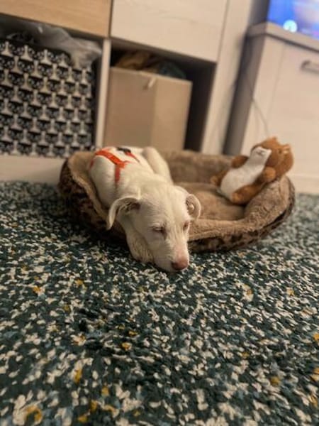 Hendrix, liebevoller Welpe sucht neues Zuhause