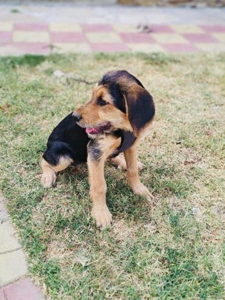 Maya ein liebes Mädchen