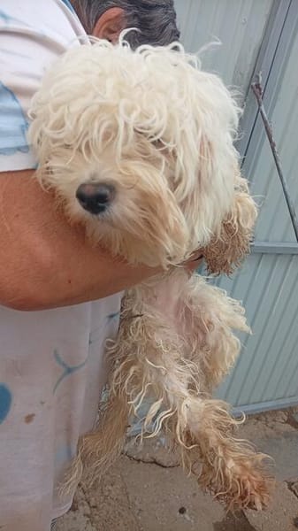 Loraine-Lili das kleine Maltipoo-Wölkchen auf der Suche