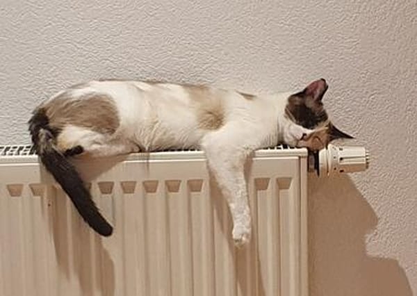 Maya  eine kleine Siam-Prinzessin sucht ihr Traumzuhause