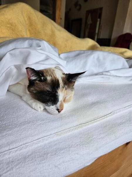 Maya  eine kleine Siam-Prinzessin sucht ihr Traumzuhause