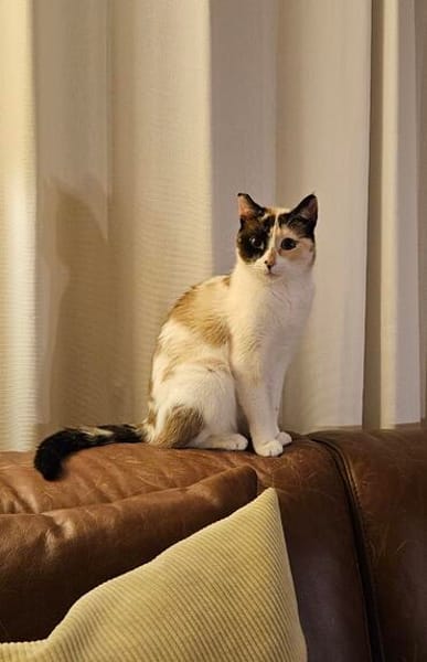 Maya  eine kleine Siam-Prinzessin sucht ihr Traumzuhause