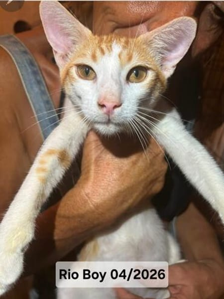 Der Wunderbare Rio sucht ein liebevolles Zuhause