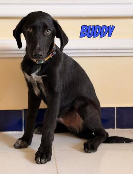 Vermittlungshilfe Buddy; Leipzig