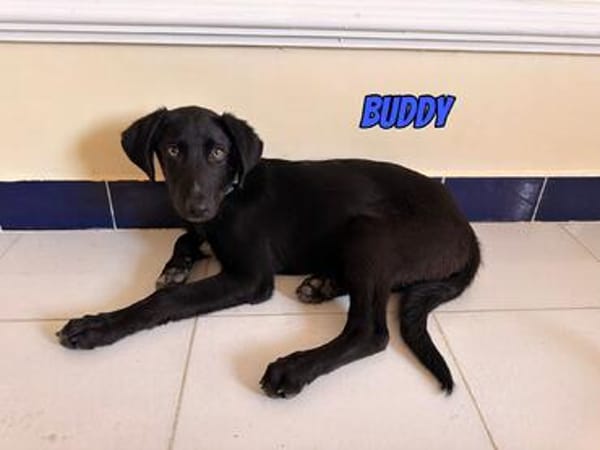 Vermittlungshilfe Buddy; Leipzig