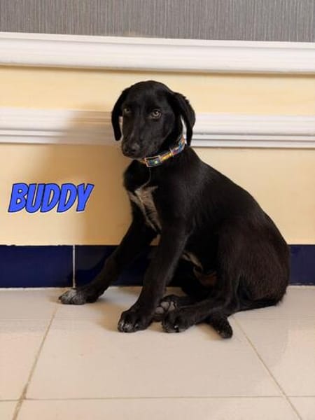 Vermittlungshilfe Buddy; Leipzig