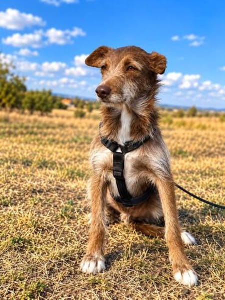 Vito - sanfter Podenco-Mix sucht sein Zuhause
