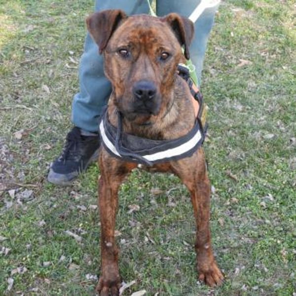 Karma, Pittbull-Terrier sucht ein Zuhaus