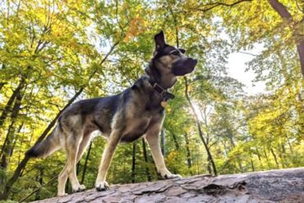 Ronja sucht liebe Menschen mit Zeit