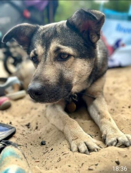 Ronja sucht liebe Menschen mit Zeit